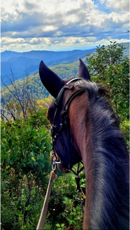 Horse with a bridle looking over a scenic landscape with mountains and trees.
