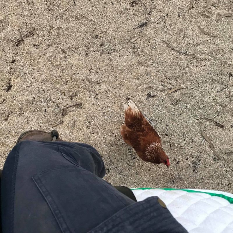 close up photo of the pants with a chicken