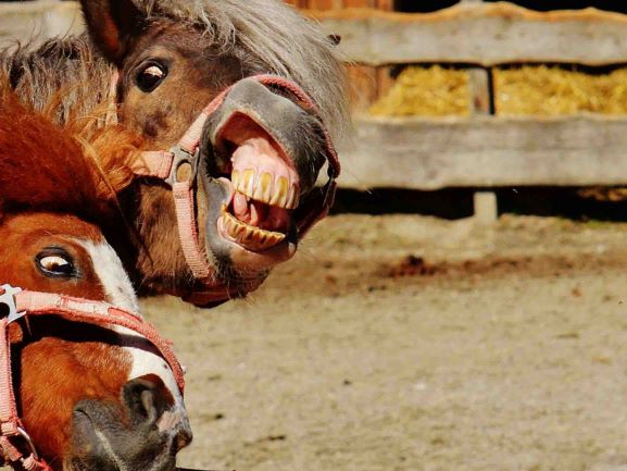 Funny Horses