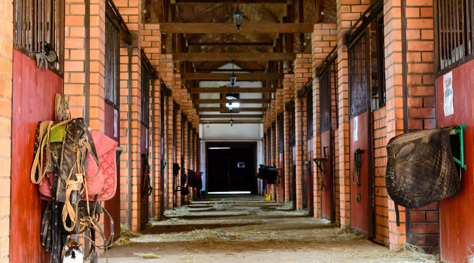 Stable horizon collection ride proud horse riding jeans