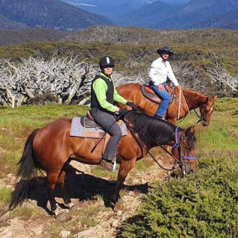 women in ride proud bootcut riding pants 