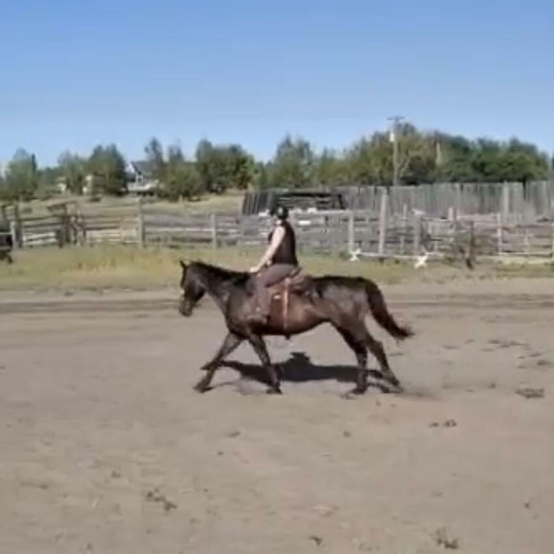 Woman wearing Ride Proud Trail Riding Pants in Brown