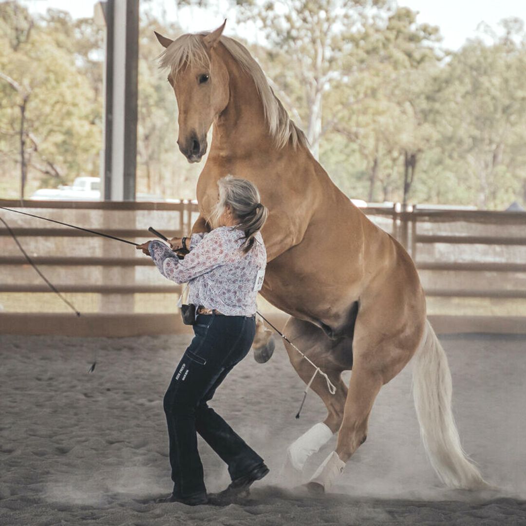 woman in ride proud show ring jeans