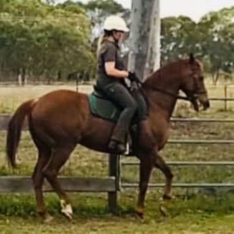 woman wearing Trainers Horse Riding Pants horse in action
